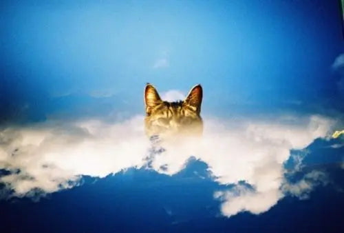 Cámara Analógica Holga 135BC – "Point and Shoot"